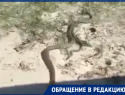 Не слишком много ли в Таганроге змей?