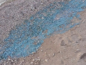 Необычные синие водоросли выбросило на берег Азовского моря