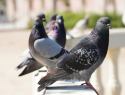 Зоолог объяснил массовую гибель голубей в Таганроге и Ростовской области