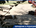 В Таганроге набросилась собака на ребенка: что на это ответили в МКУ «Благоустройство»