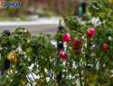 Зимушка-зима в Таганроге: прогноз погоды на рабочую неделю