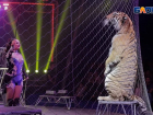 Встречайте, невероятное зрелище - тигры в Таганроге