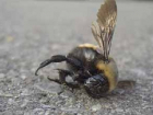 В окрестностях Таганрога из-за агрохимикатов массово гибнут пчелы