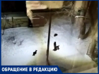 Агрессивные собаки пугают жителей улицы Инициативной в Таганроге