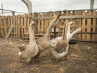 Под Таганрогом в Неклиновском районе птичий грипп теперь выявили у гусей