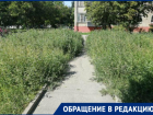 "Восставшие сорняки" - амброзия подбирается к таганрогской школе №35