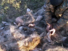 В Таганрогском заливе поймали браконьеров с сетями