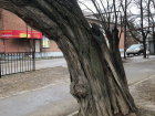  Еще одно трухлявое дерево у пешеходного перехода пугает горожан