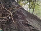 Ученые-экологи Таганрога встревожены: гибнет 300-летний дуб