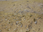 Из-за жаркого лета в Таганрогском заливе может погибнуть рыба