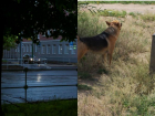 Автовладельцам и собаководам Таганрога на заметку о новых проектах кодекса РФ