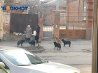 Минимум 22 млн нужно на строительство приюта для бездомных собак в Таганроге