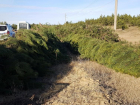 В Ростовской области усилят охрану елок и сосен
