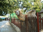 В Таганрогском зоопарке спасатели провели профилактическую акцию