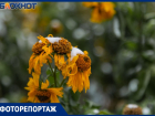 Первый снежок в Таганроге растаял без следа