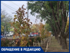 Блокировкой в соцсетях обернулась критика древонасаждения в Таганроге 
