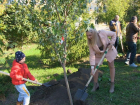 Замгубернатора не дождались, но 54 дерева высадили в Таганроге на Октябрьской площади