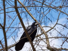 В Таганроге массово гибнут птицы