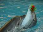 Таганрожец Данила Маркин выступил с требованием   закрыть все дельфинарии в России 