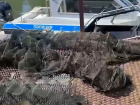 Браконьеры остались без улова: в Таганрогском заливе изъяли более 50 незаконных раколовок