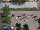 «Ужас на четырех лапах», - в центре Таганрога бегают десятками «собачьи свадьбы»