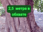 Таганрог: реконструкция по выжженной схеме