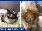В Таганроге домашняя беременная кошка вышла погулять, а вернулась домой прооперированная