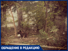 Заброшенный дом в Таганроге стал собачьим приютом 