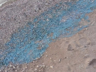 Происхождение синих водорослей объяснил зоолог