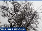 «Боимся в праздник остаться без света» – опасные деревья пугают таганрожцев