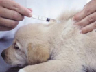 Ветеринарная станция начинает в Таганроге бесплатную вакцинацию против бешенства 