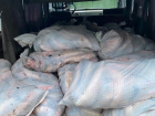 На берегу Таганрогского залива задержали браконьера с уловом на 1,5 тонны 