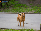 В администрации Таганрога утверждён список общественных мест, куда нельзя выпускать безнадзорных животных 