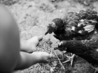 Если не от коронавируса, то от птичьего гриппа: таганрожцам грозит смертельная опасность