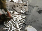 Ущерб в 3.5 млн рублей нанес браконьер, промышлявший в Таганрогском заливе