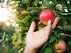 Какой урожай яблок прогнозируют таганрожцам