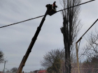 МКУ «Благоустройство» Таганрога продолжает работы  по обрезке деревьев