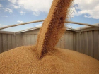 Из Таганрога чуть не отправили 20 тысяч тонн зараженного зерна на экспорт