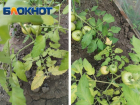 Паутинный клещ не оставляет таганрогским огородникам шансов