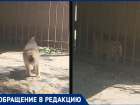 В Таганроге «не наша» собака наводит ужас на прохожих