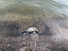 Экологическая катастрофа?: прибрежная зона Таганрога усыпана мертвыми птицами