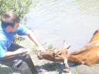В Матвеево-Курганском районе спасатели вытащили из реки корову
