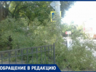 В Таганроге участились случаи "летающих" деревьев 