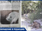Прикормленные собаки в Таганроге разрывают домашних кошек и котов