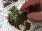 Таганрожца осудили и отправили лечиться от наркозависимости  за хранение марихуаны