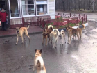Таганрог атакуют бродячие собаки