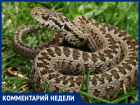 "Эти змеи нам нужны, эти змеи нам важны" — почему в Таганроге ужи не исчезнут с набережной 