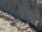 Жители Неклиновского района жалуются на огромное количество змей на пляжах