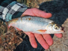 В Таганрогском заливе житель Азовского района ловил рыбу, занесенную в Красную книгу