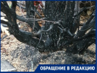 Пожар на таганрогском кладбище стал причиной хамства